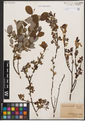 Salix aurita L. x Salix starkeana Willd.